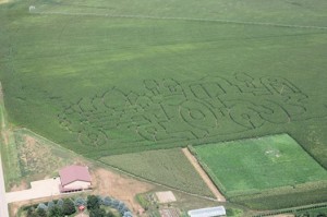 Corn maze 2013